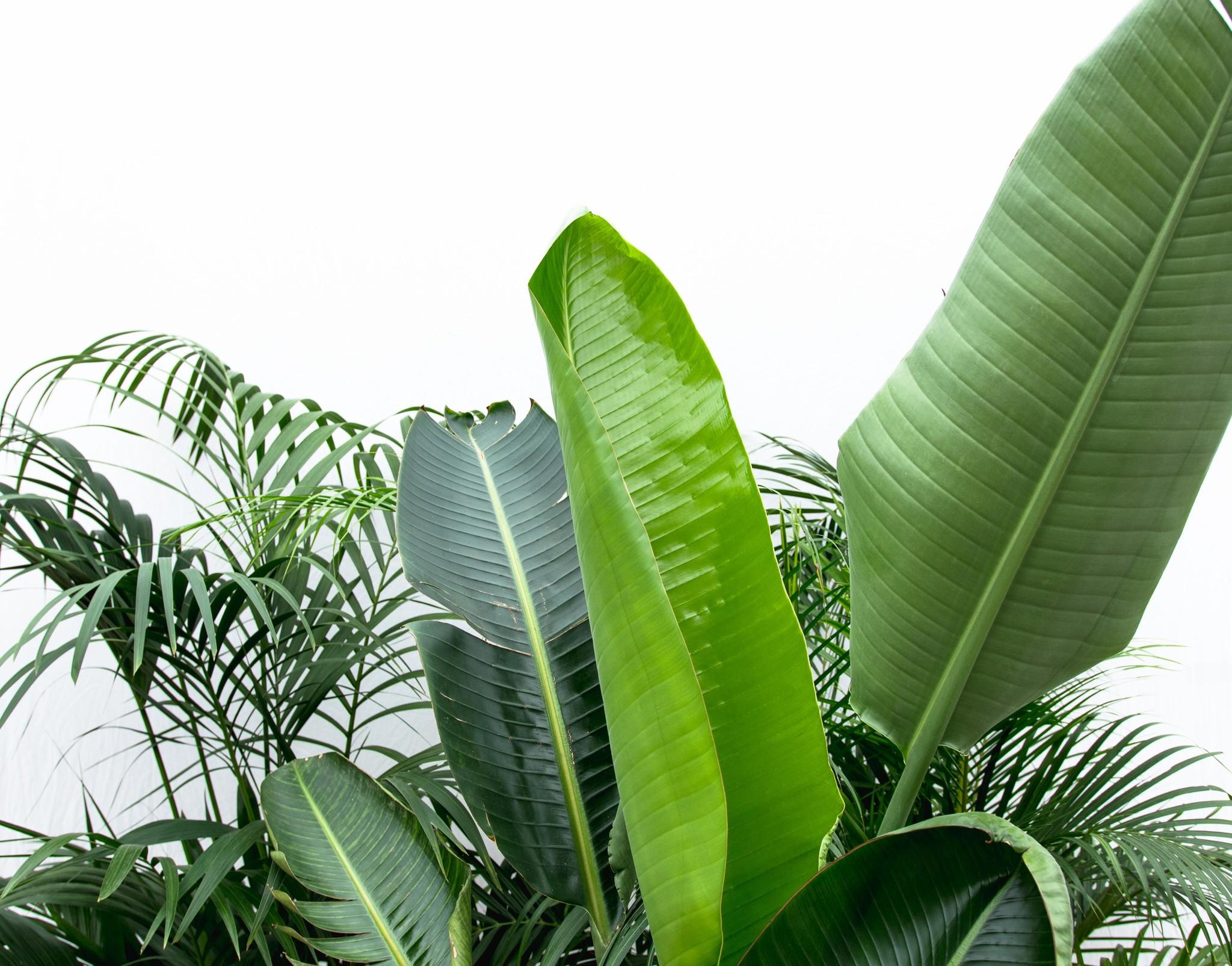 Populaire planten