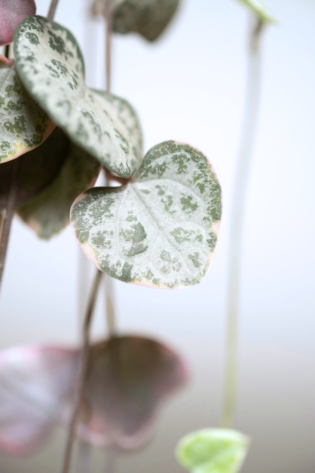 String of Hearts Variegata (Hangpot)