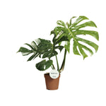 Monstera Thai Constellation