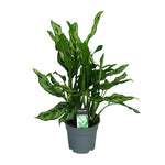 Aglaonema Maria