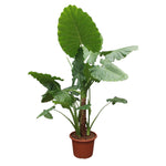 Alocasia Macrorrhiza (XXL)