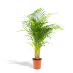 Areca Palm (L)