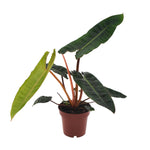 Philodendron Billetiae