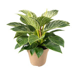 Philodendron White Wave (Birkin)