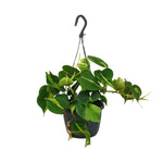 Philondendron Scandens Brasil (Hangpot)