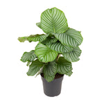 Calathea Orbifolia