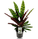 Calathea Insignis