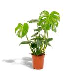 Monstera Deliciosa (M)