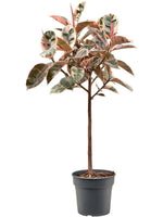 Ficus Elastica Belize op stam