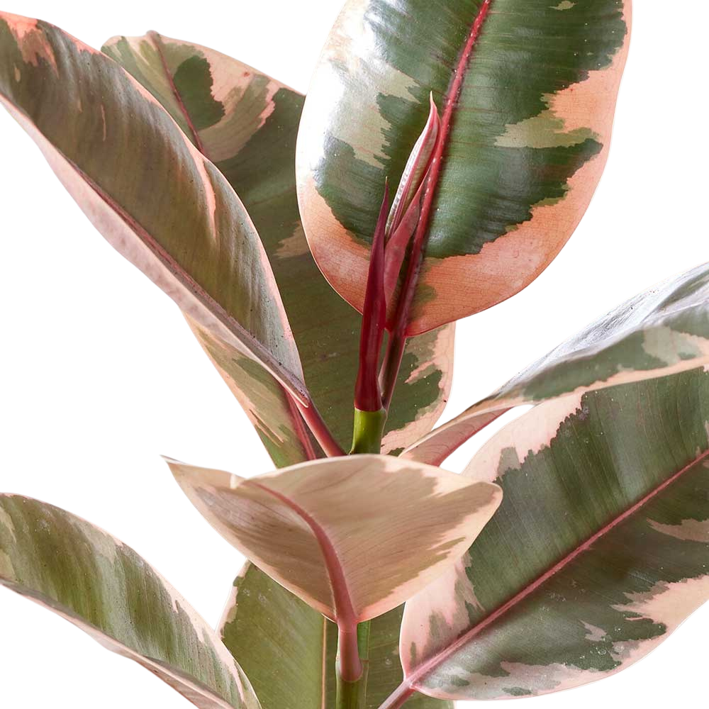 Ficus Elastica Belize