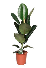 Ficus Elastica Robusta
