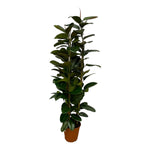 Ficus Elastica Robusta (XL)