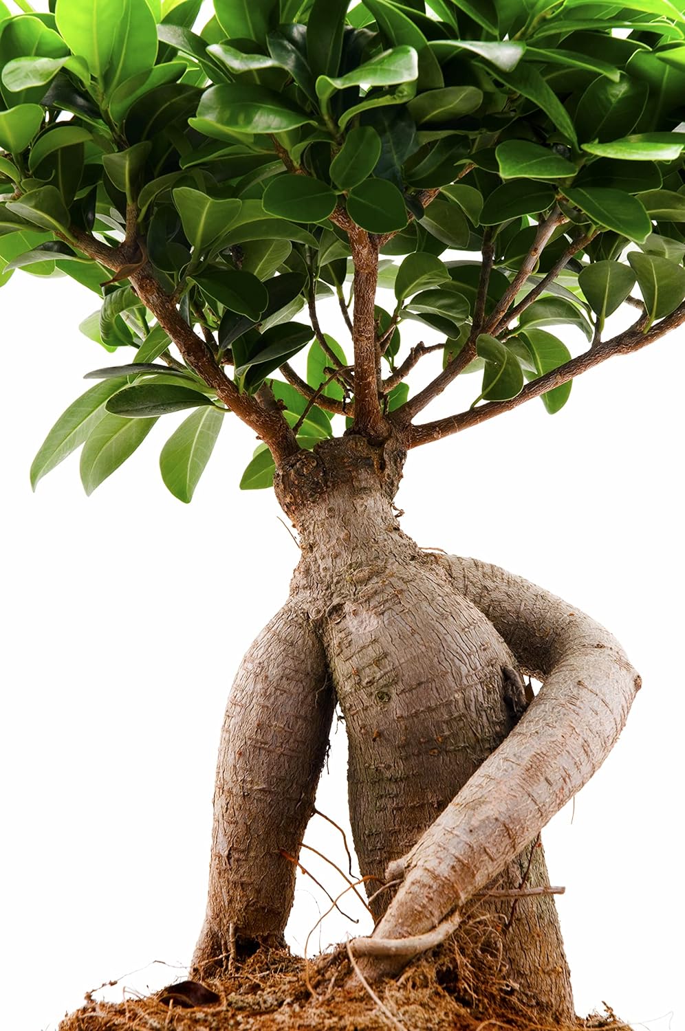 Ficus Ginseng (Bonsai)