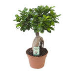 Ficus Ginseng (Bonsai)