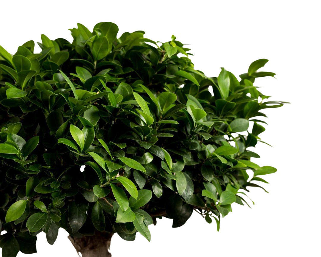 Bonsai-boom in keramische pot