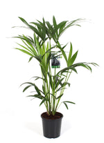 Kentia Palm (M)