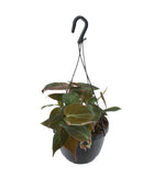 Philodendron Scandens Micans (Hangpot)