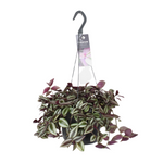 Tradescantia Zebrina Purpusii (Hangpot)
