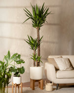 Yucca Elephantipes (L)