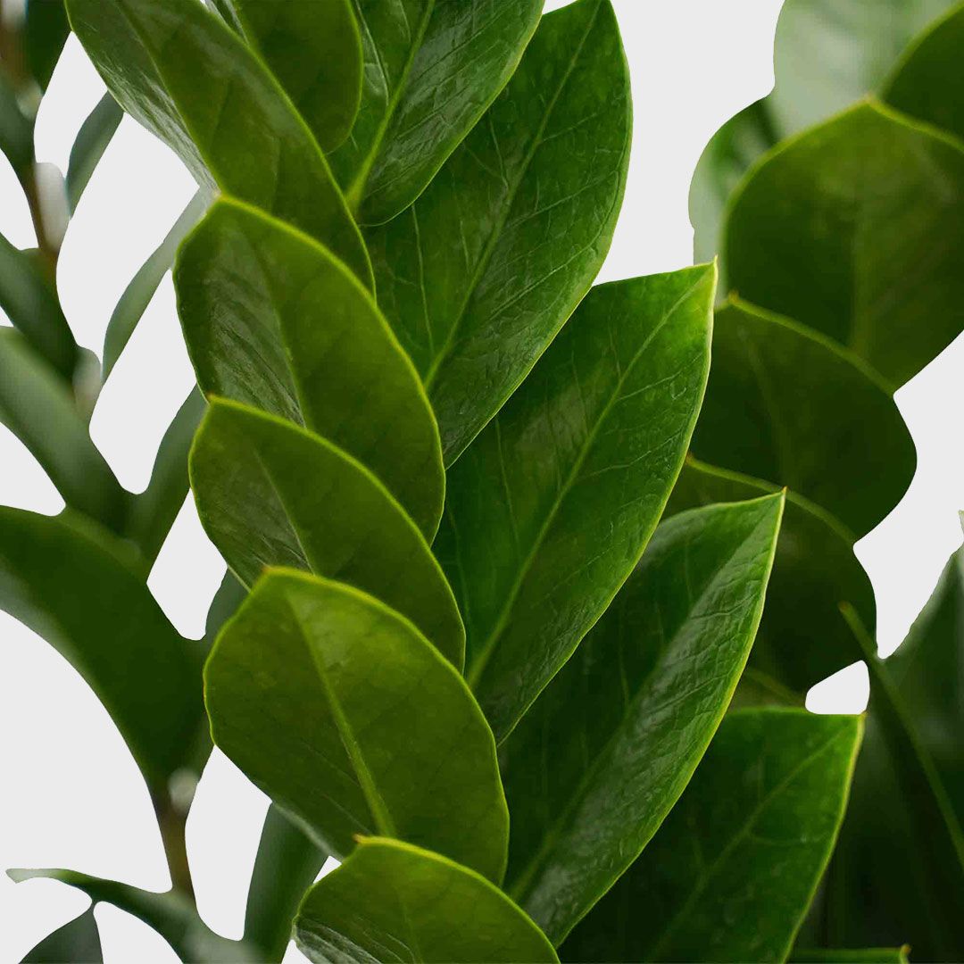 Zamioculcas Zamiifolia (S)