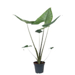 Alocasia Zebrina (M)