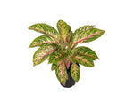 Aglaonema Spring Red