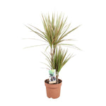 Dracaena Bicolor (M)