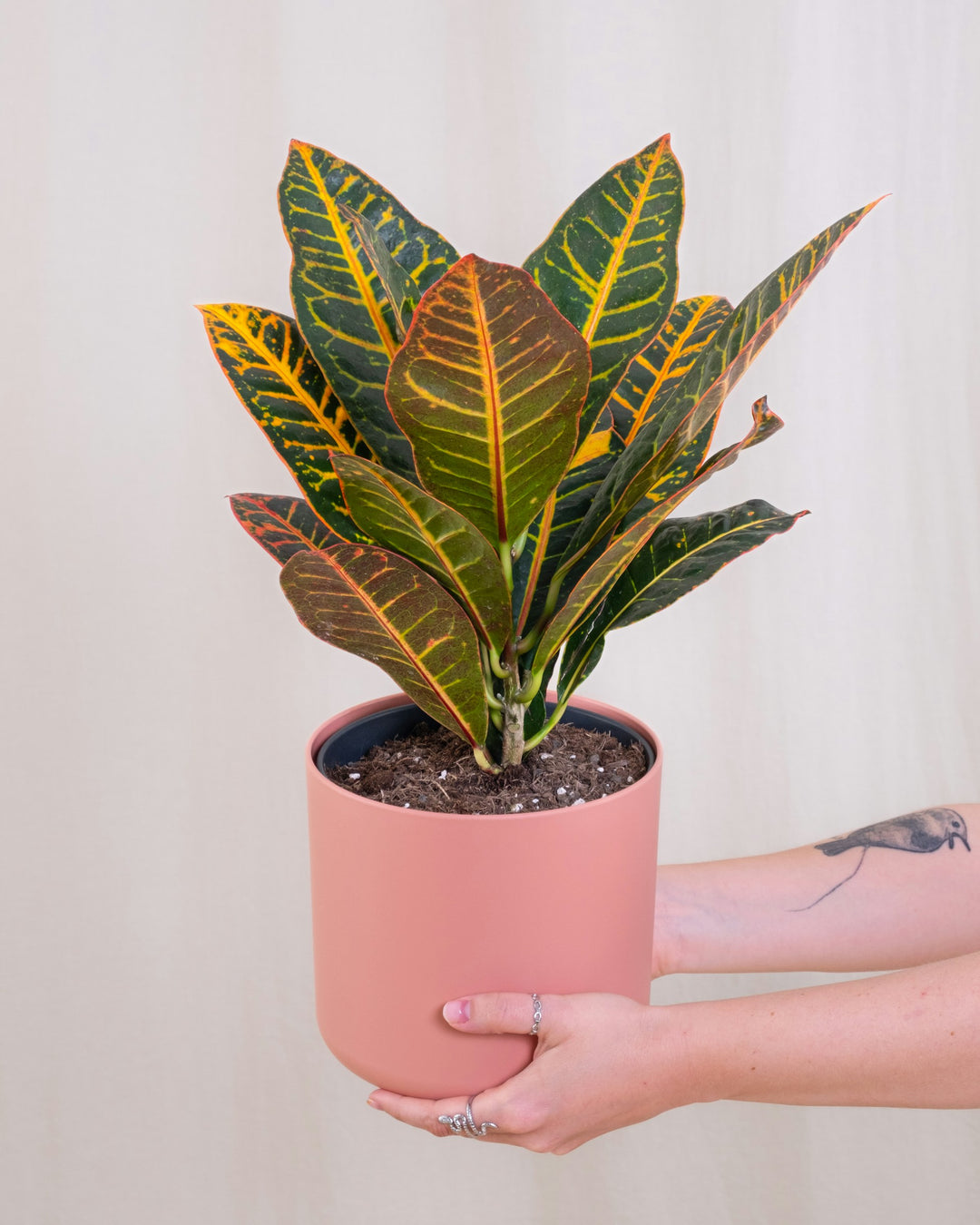 Croton Petra (S)