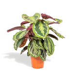 Calathea Medaillon