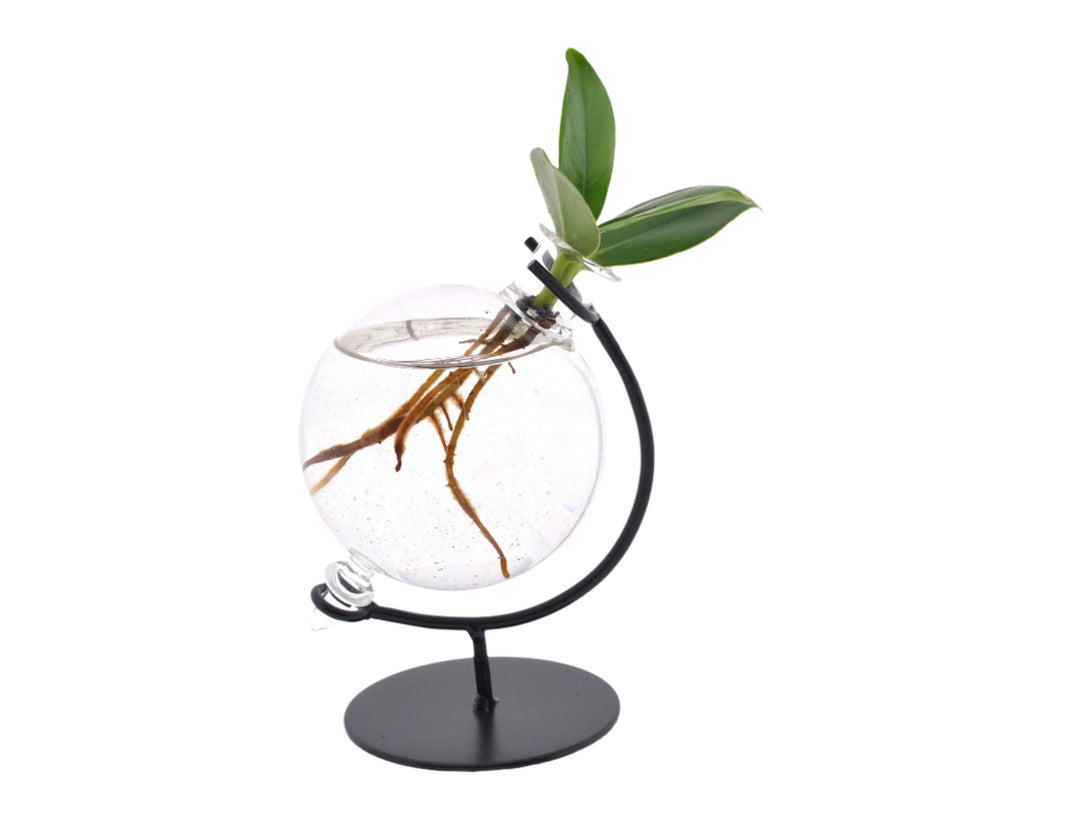 Clusia In Victoria Glas - Ø5cm - ↕10cm