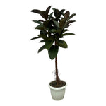 Ficus Elastica Robusta op stam