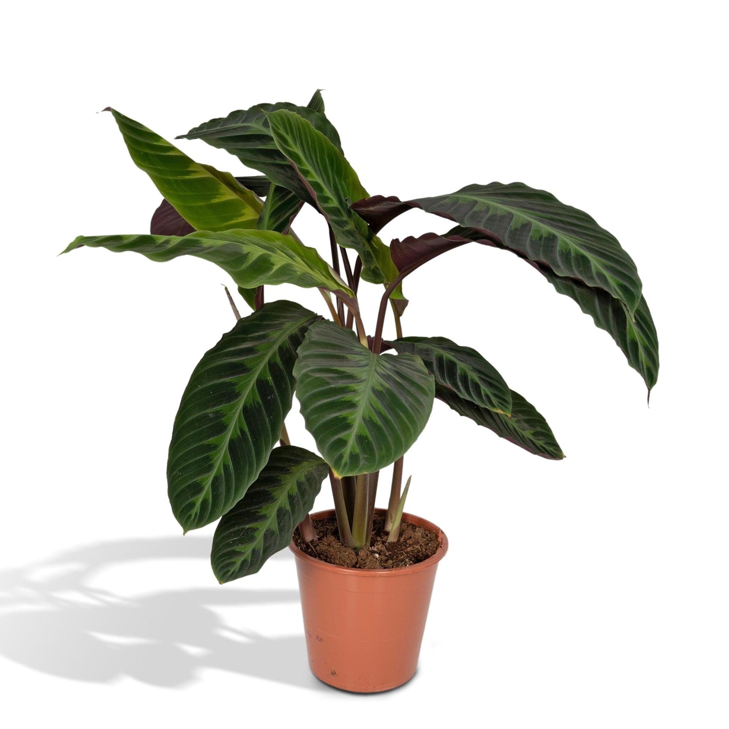 Calathea Warscewiczii