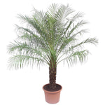 Phoenix Roebelinii (XXL)