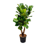 Ficus Lyrata vertakt (XXL)