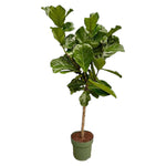 Ficus Lyrata stam (L)