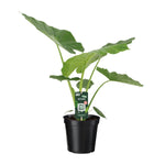 Alocasia Macrorrhiza (M)