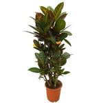 Croton Petra (L)