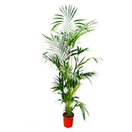 Kentia Palm (XXL)
