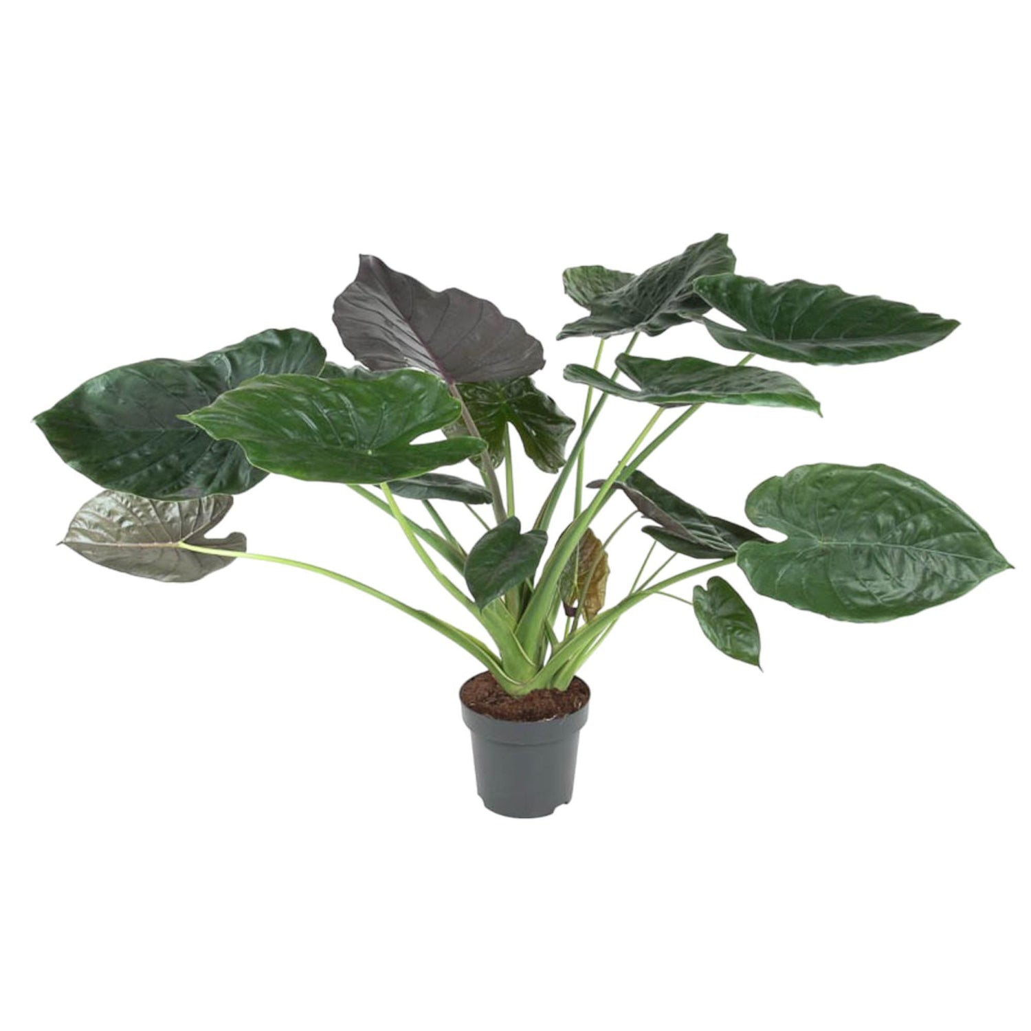 Alocasia Wentii (L)