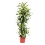Dracaena Lemon Lime (XL)