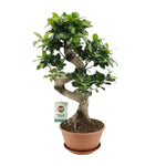 Ficus Ginseng (Bonsai) (L)