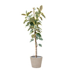 Ficus Tineke Op Stam (XXL)