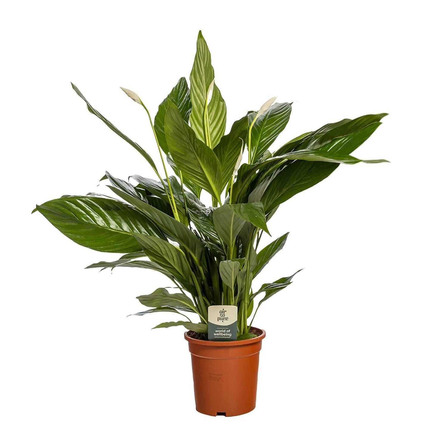 Spathiphyllum
