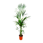 Kentia palm (XL)
