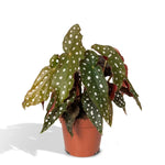 Begonia Maculata Polkadot