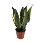 Sansevieria Superba