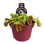 Dionaea Muscipula (Venus Vliegenvanger)