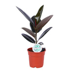 Ficus Elastica Abidjan