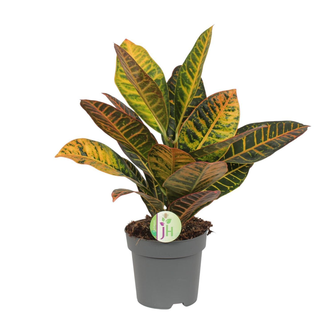 Croton Petra (S)