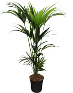 Kentia Palm (L)
